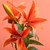 King Lily Orange