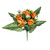 Pembroke Rose Starflower Mixed Posy - Orange