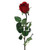 Prize Rose Bud Red