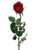 Prize Rose Bud Red