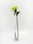 Prize Rose Med Green