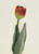 Tulip Orange