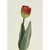 Tulip Orange