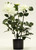 24.5" Dahlia Plant Cream