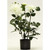 24.5" Dahlia Plant Cream