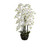 137cm Orchid w/Base Cream