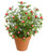 Rose Bud Bush x7 Potted