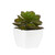 11cm Succulent White Pot