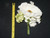 Poppy/Sweetpea Bouquet Yellow