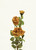 Micro Peach Rose x3 Orange