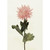 Mum Spray Pink