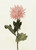 Mum Spray Pink