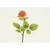 26" Rosebud Pink