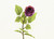 26" Rosebud Fuchsia