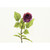 26" Rosebud Fuchsia