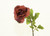 30" Rose Stem Dk Red