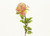 30" Rose Stem Pink