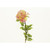 30" Rose Stem Pink