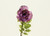 30" Rose Stem Fuchsia