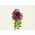 30" Rose Stem Fuchsia