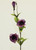 33" Lisianthus Fuchsia