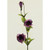 33" Lisianthus Fuchsia