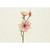 32" Magnolia Pink