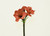 24" Red Amaryllis x2