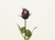 28"Purple Brilliant Rose Bud