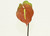 31" Red Anthurium
