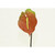 31" Red Anthurium
