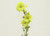 78.5cm Gerbera Spray Dark Yellow