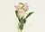 37cm Rose x5 Spray Light Pink