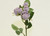 37cm Rose x5 Spray Antique Mauve