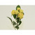 37cm Rose x5 Spray Dark Yellow