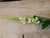 28" Veronica Stem Green