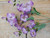 24" Morning Glory Spray Blue