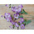 24" Morning Glory Spray Blue