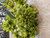 24" Onion Flower Spray Green