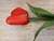 28" Tulip W/Leaves Red