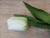 28" Tulip W/Leaves Cream