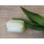 28" Tulip W/Leaves Cream