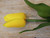 28" Tulip W/Leaves Yellow