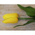 28" Tulip W/Leaves Yellow