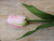 28" Tulip W/Leaves Pink