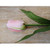 28" Tulip W/Leaves Pink