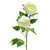 Peony Double Spray Cream