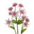 61cm Astrantia Spray Cream/Pink