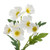 42cm Cosmos Spray x3 Cream