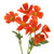 42cm Cosmos Spray x3 Orange